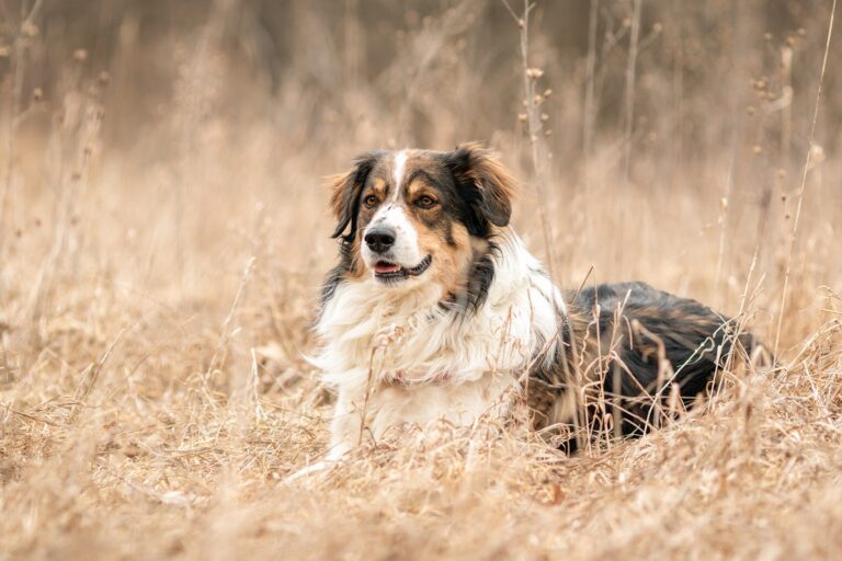 English Shepherd liegt im Gras