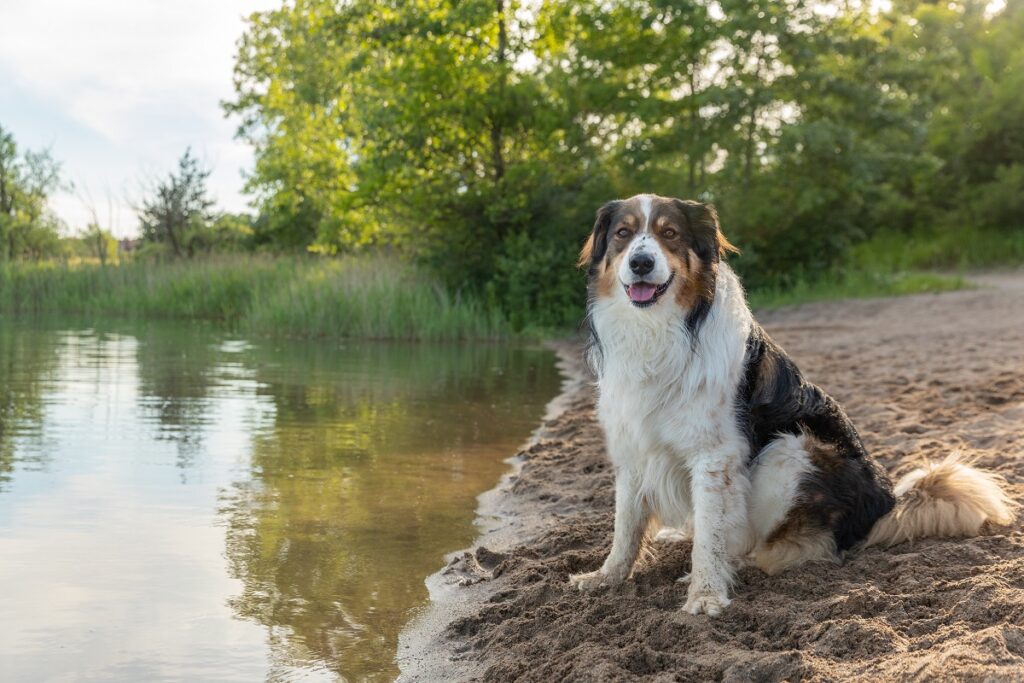 English Shepherd am See