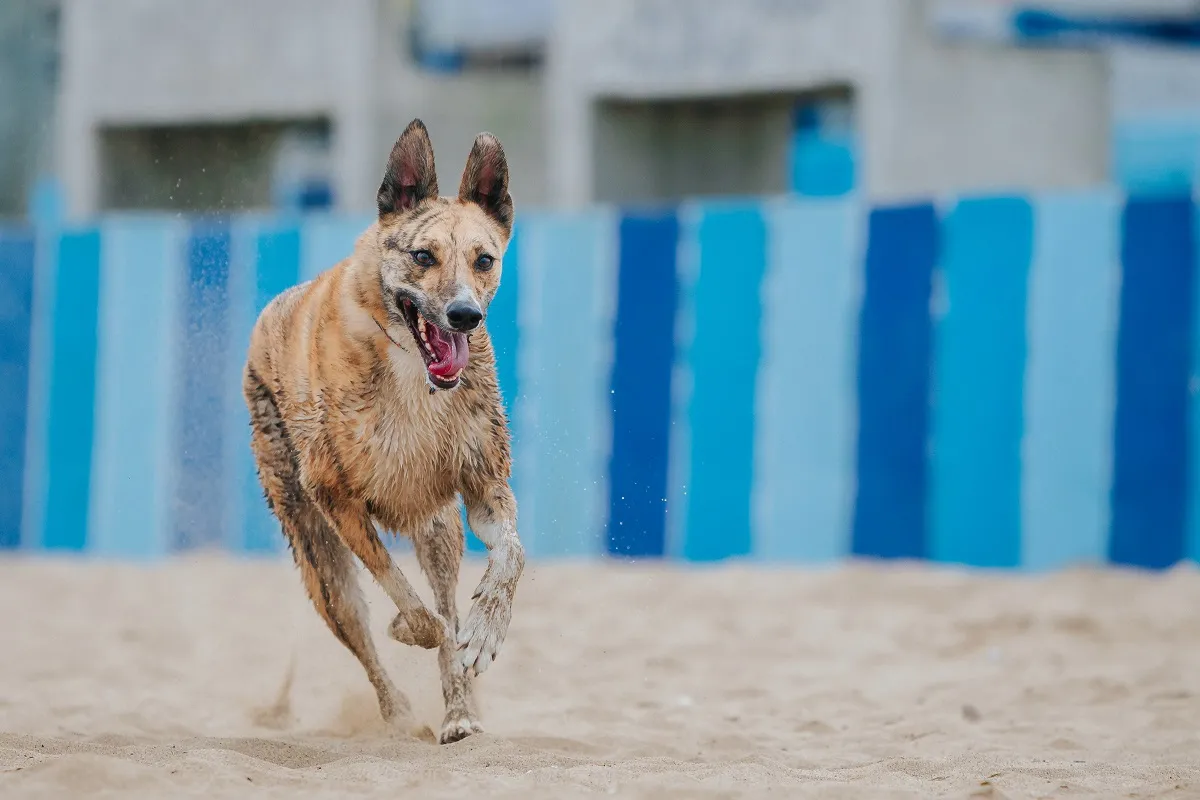 Carolina Dog am Strand