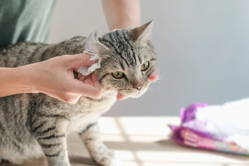 Ohrmilben bei Katzen entfernen