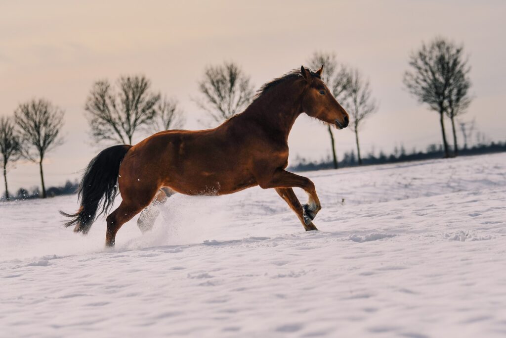 Freiberger Pferd im Schnee