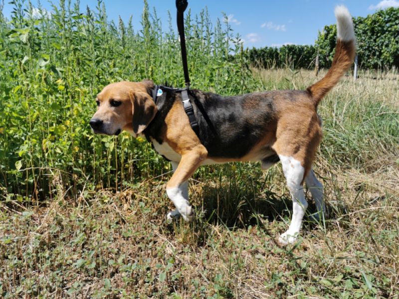 Beagle Harrier im Freien