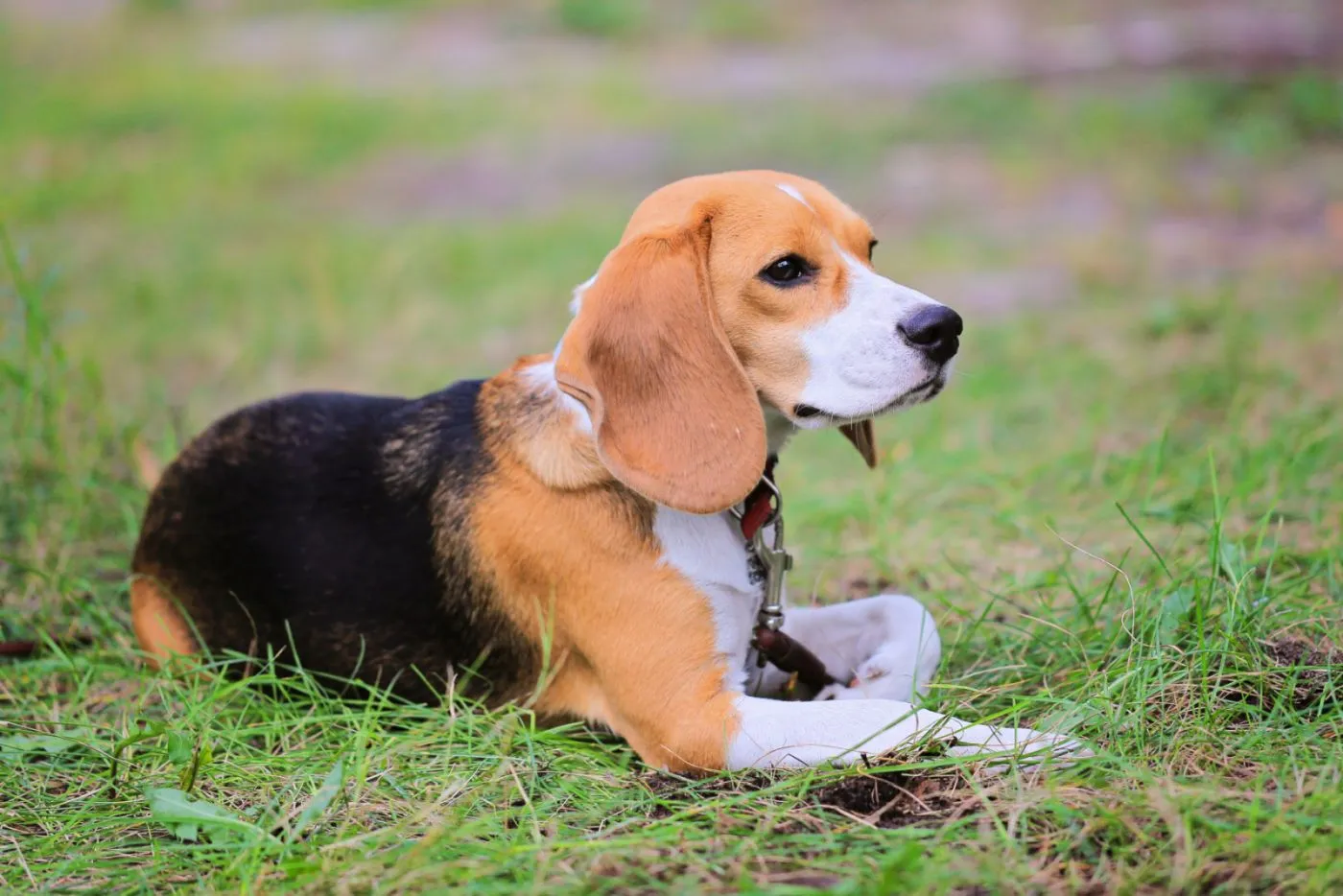 Beagle Harrier Färbung