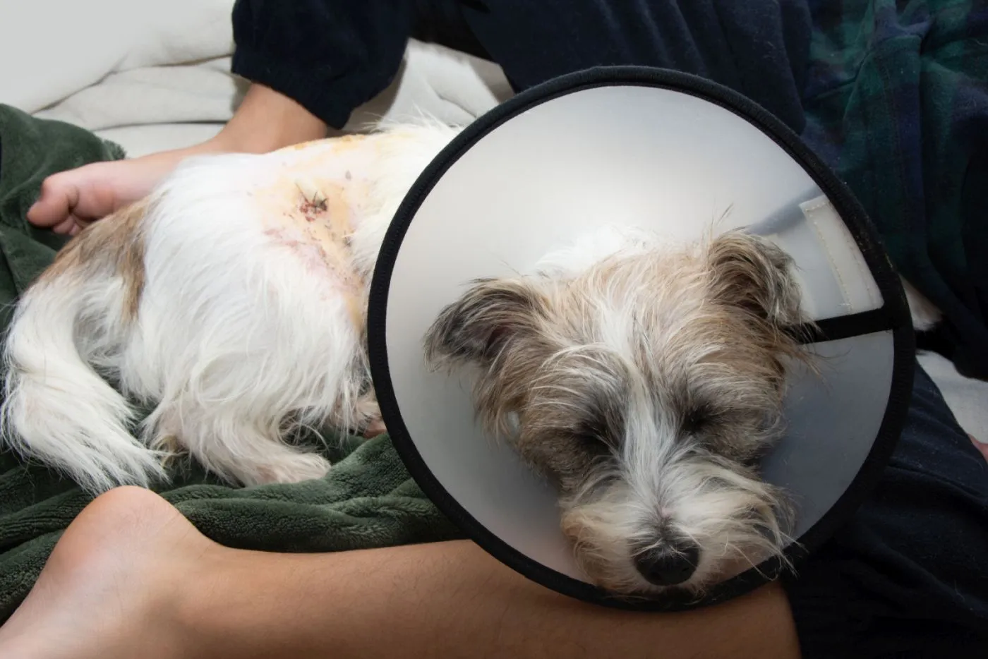 Bisswunde beim Hund Behandlung