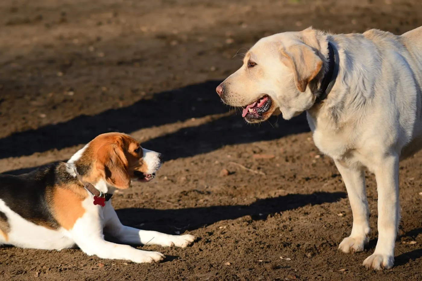 Beagle unterwirft sich Labrador