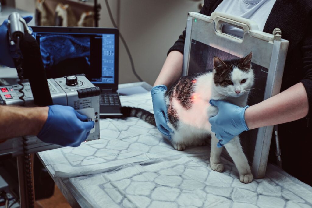 Katze beim Röntgen