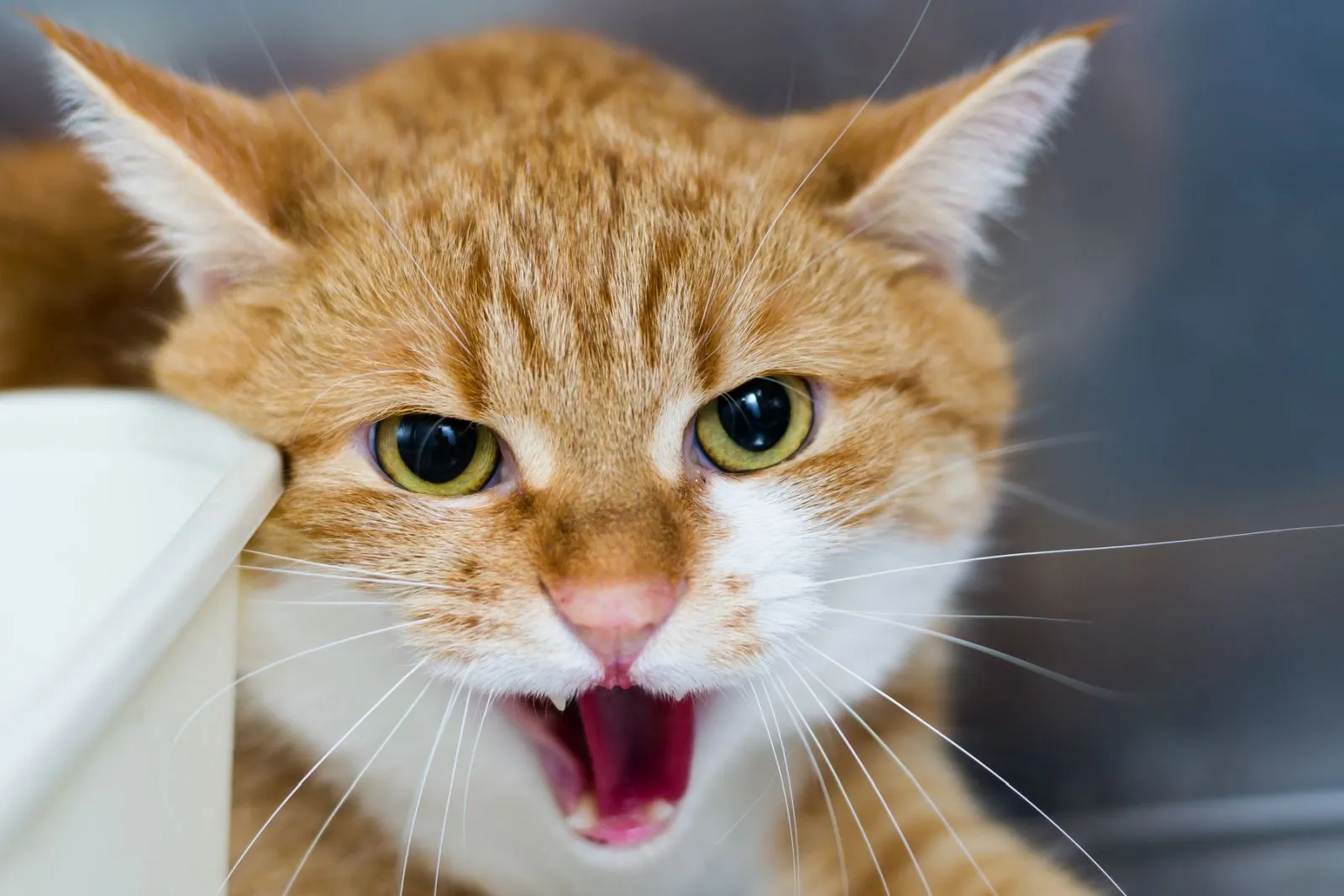 Katze mit Schmerzen ist aggressiv