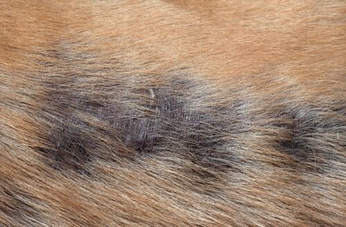 Hodenkrebs Hund Lebenserwartung Ohne Behandlung Hodenkrebs beim Hund: Symptome, Ursachen & Behandlung