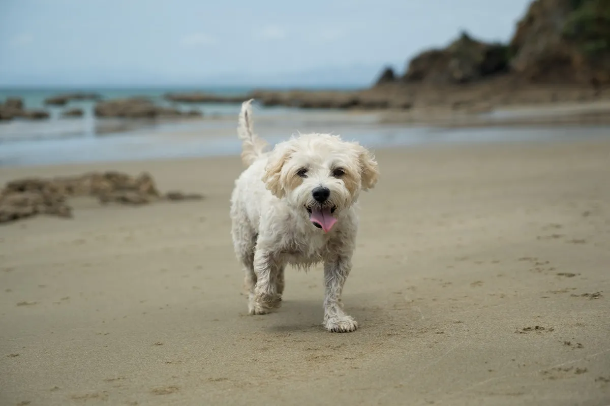 Cavachon