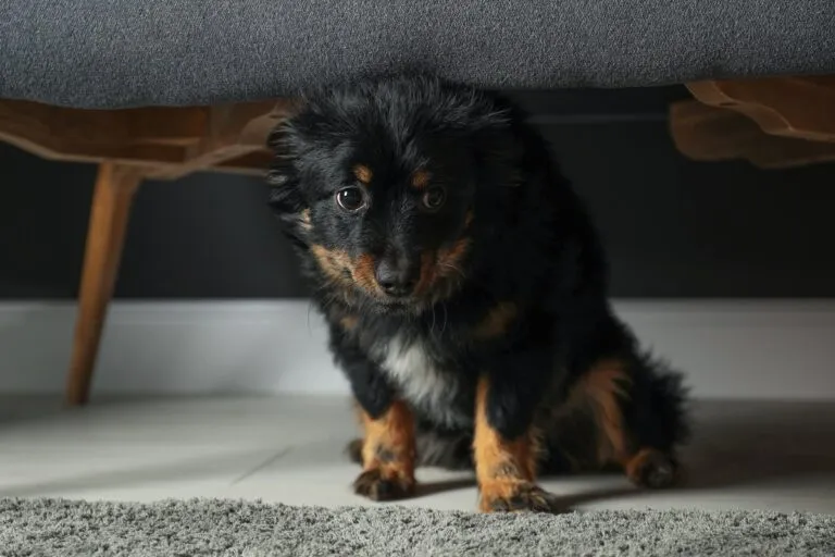 Eierlikör für ängstliche Hunde