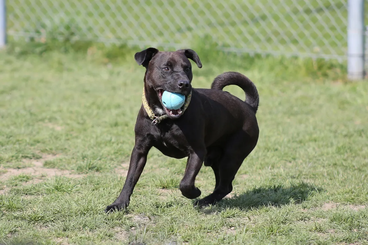 Patterdale Terrier