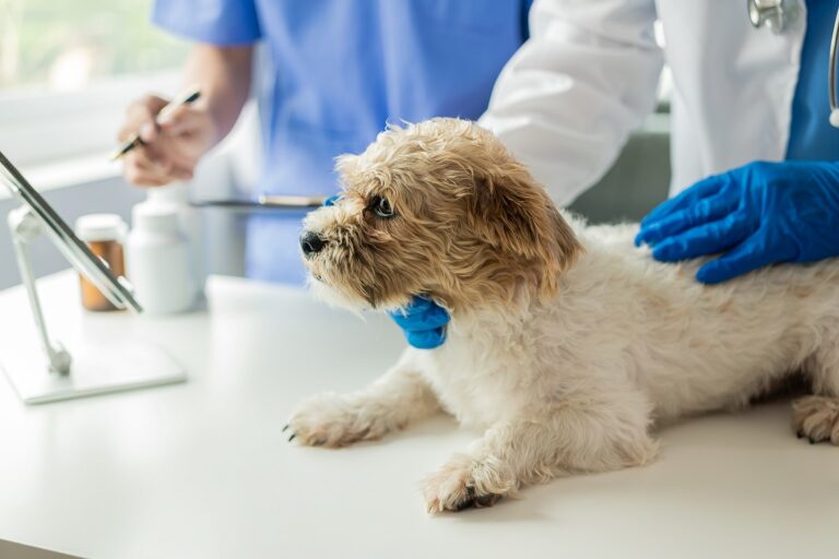 Hund mit Hodenkrebs beim Tierarzt