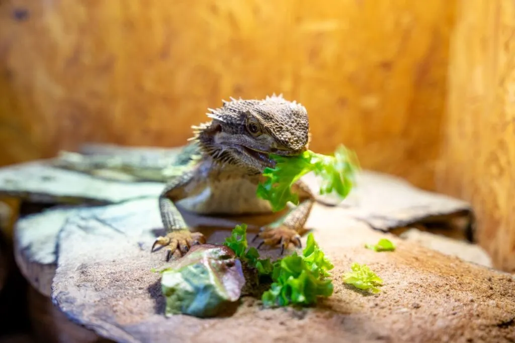 Bartagame Futter