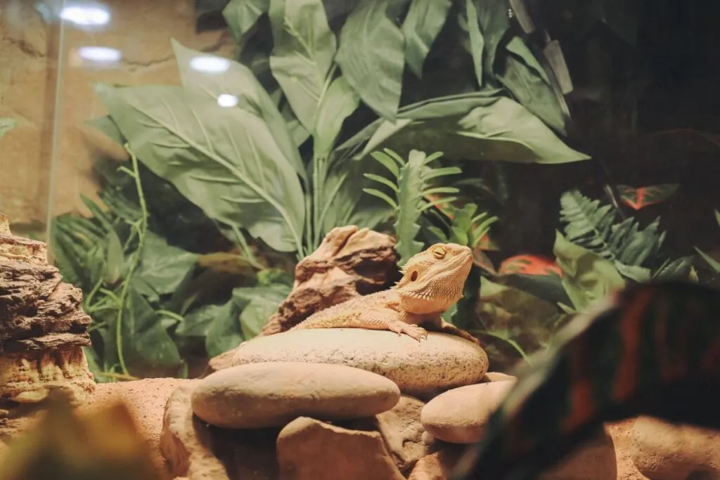 Bartagemen Terrarium