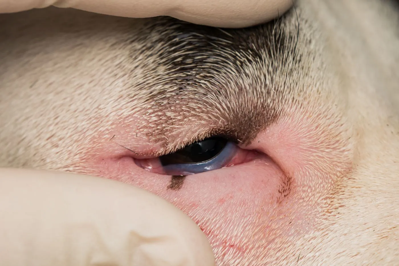 Nahaufnahme Entropium beim Hund