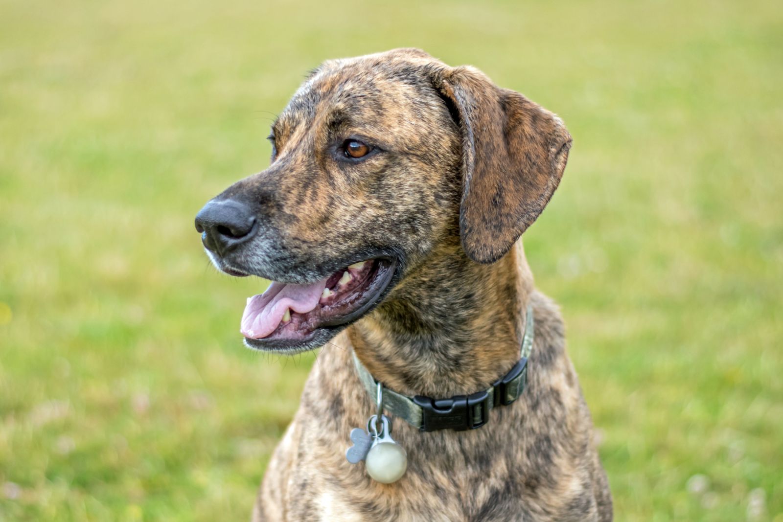Plott Hound im Rasseporträt Charakter, Haltung, Zucht