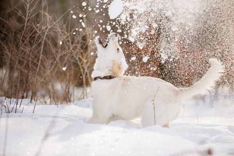 Hund frisst Schnee