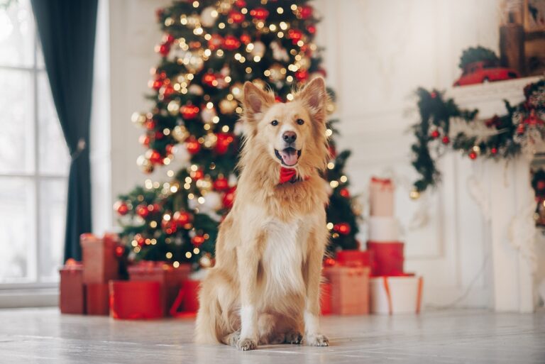 weihnachtsgeschenke für hunde