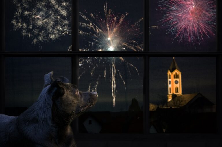 Hund an Silvester