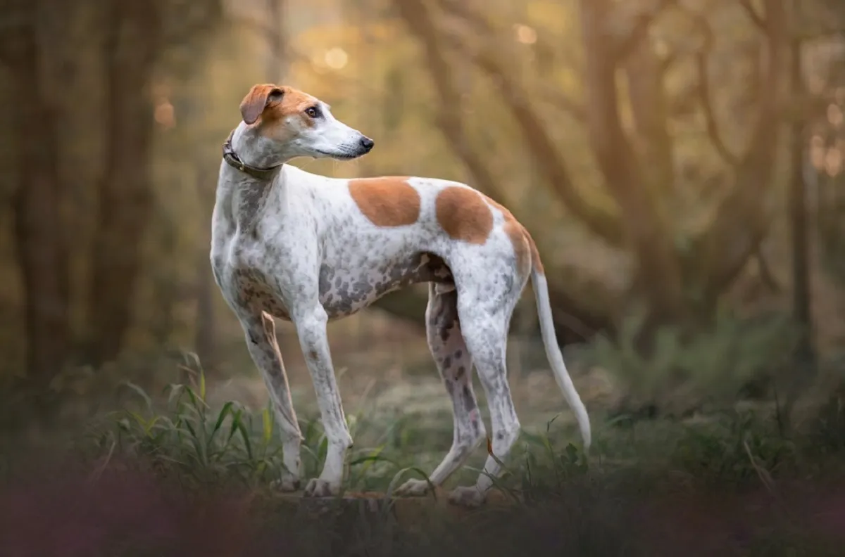 Lurcher im Rasseportrt: Aussehen, Wesen, Haltung | Hund