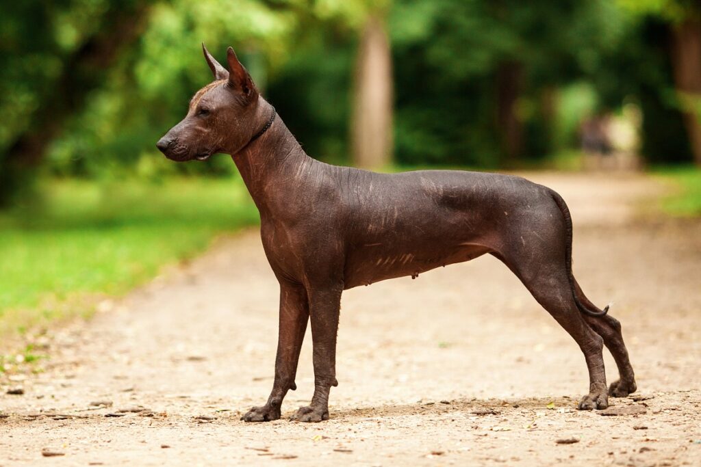 Xoloitzcuintle (Mexikanischer Nackthund)
