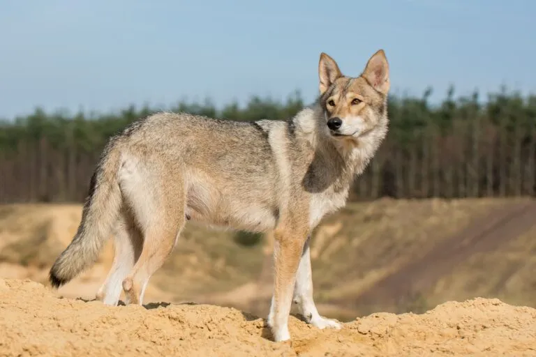 Tamaskan Hund