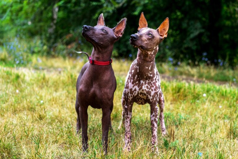 Mexikanische Nackthunde (Xoloitzcuintle)