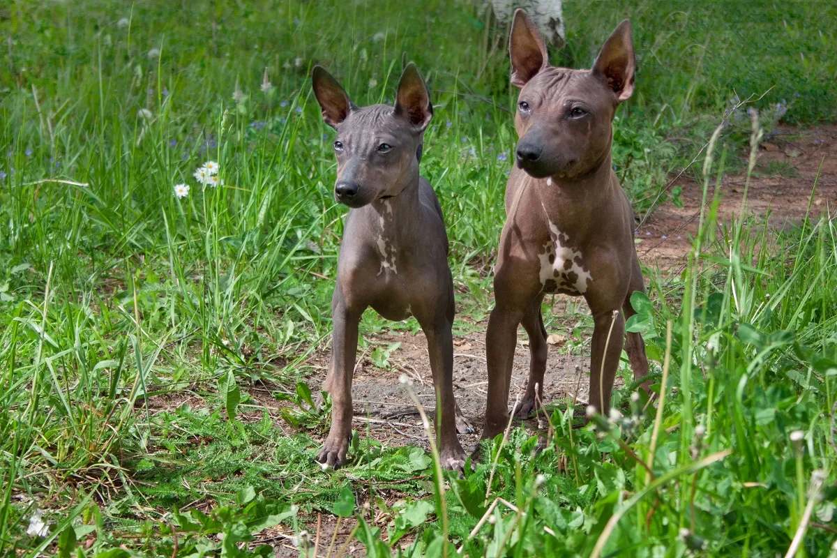 American Hairless Terrier