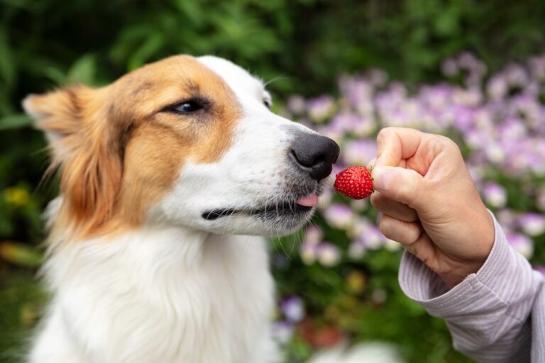 dürfen Hunde Erdbeeren essen