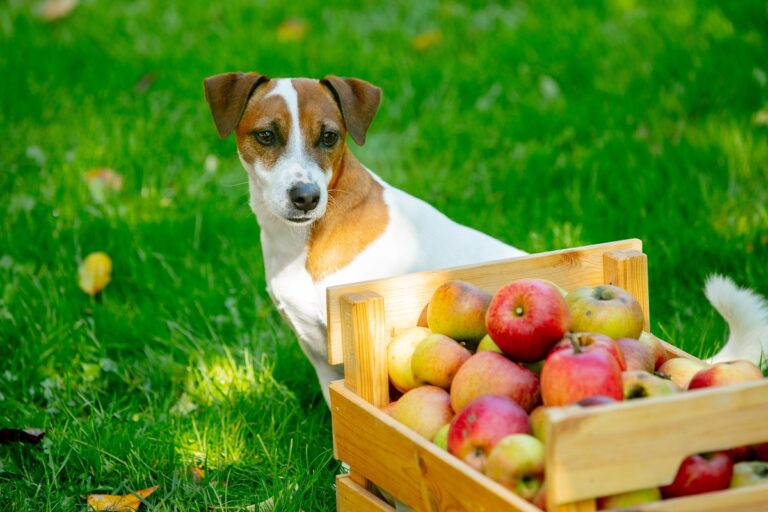 dürfen hunde äpfel essen