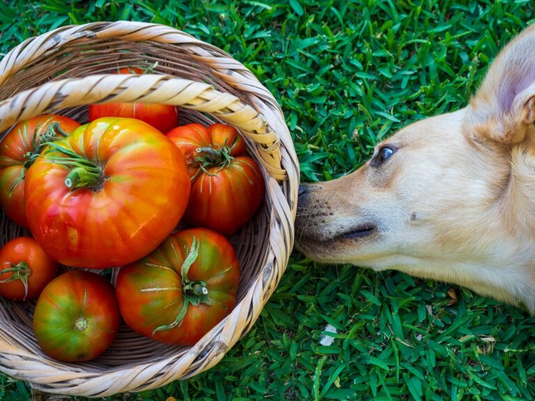 dürfen Hunde Tomaten essen