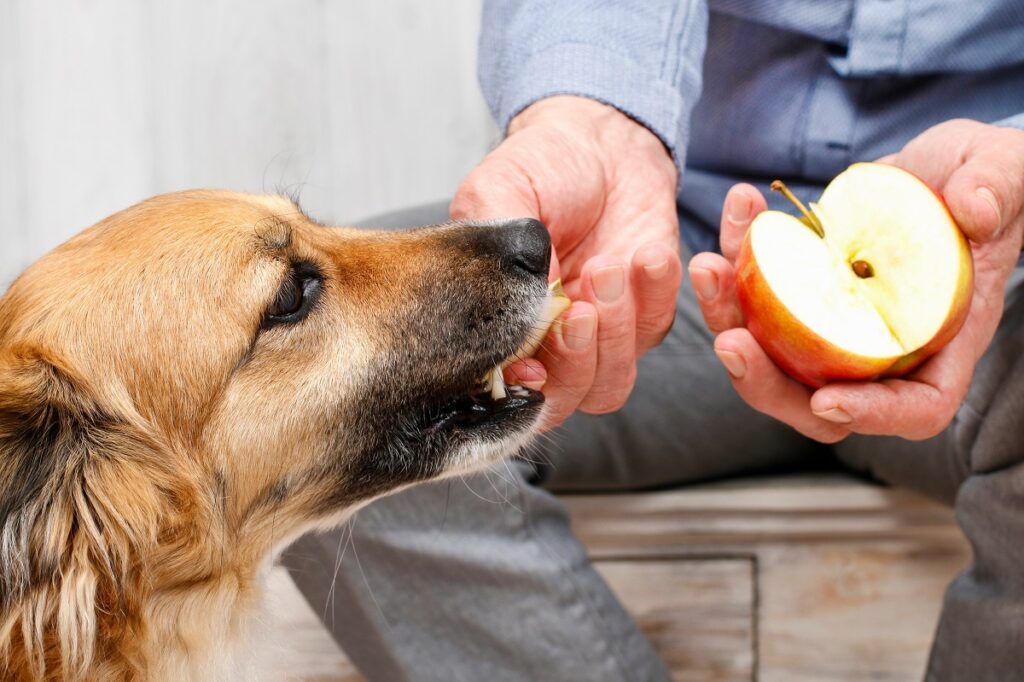 Hund frisst Apfel