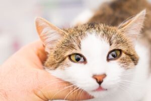 Horner Syndrom bei der Katze: Symptome erkennen und behandeln