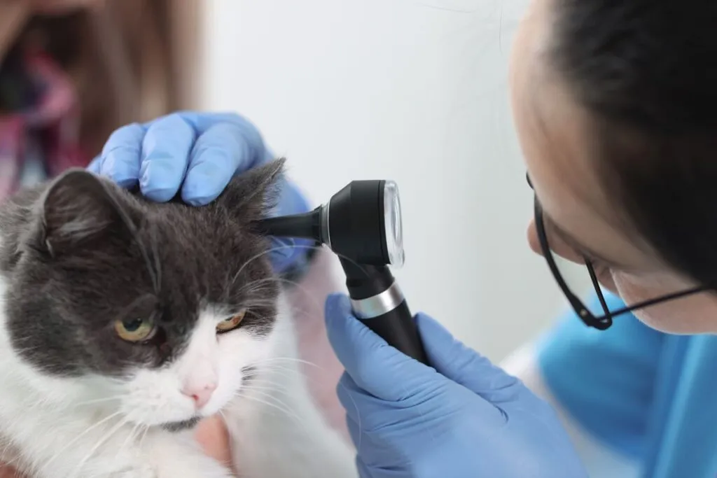 Untersuchung Horner Syndrom Katze