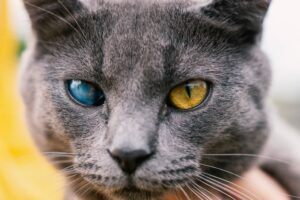 Grauer Star bei der Katze: Katarakt-Symptome erkennen und behandeln