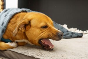 Lungenwürmer beim Hund: Symptome und Behandlung