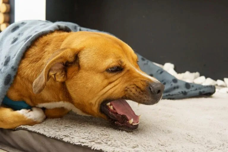 Lungenwürmer Hund