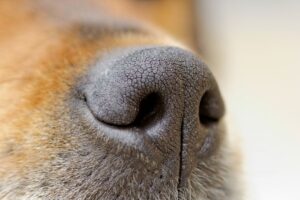 Trockene Nase beim Hund: Ist mein Vierbeiner krank?