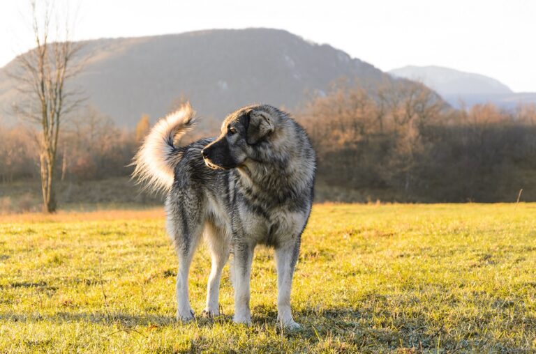 Šarplaninac