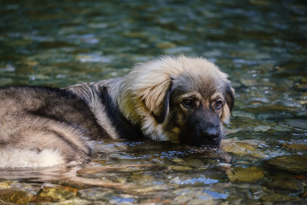 Karst-Schäferhund