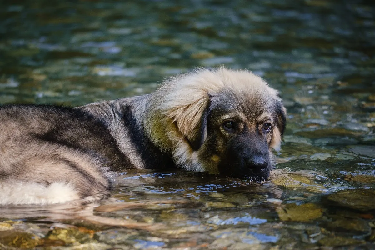 Karst-Schäferhund
