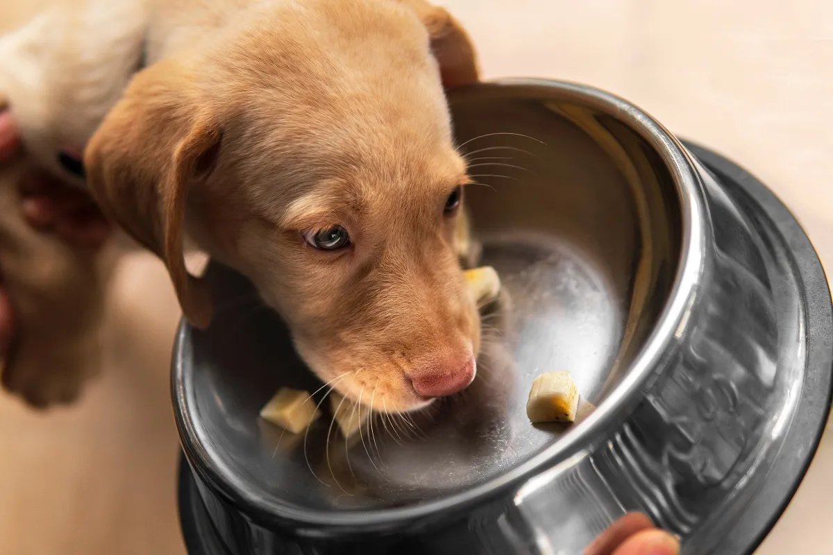 Dürfen Hunde Bananen essen