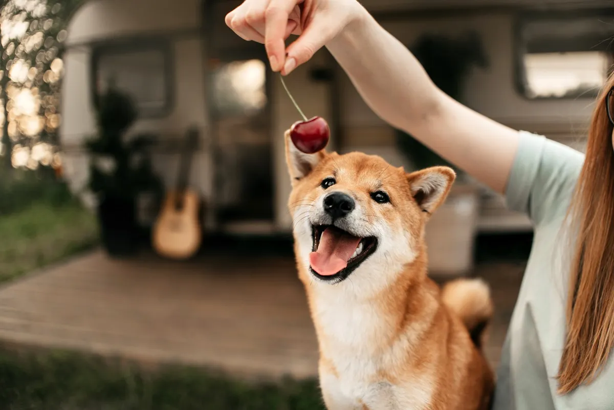 Drfen Hunde Kirschen essen? Worauf Sie achten mssen