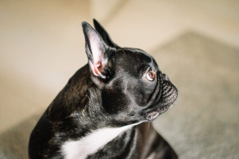 Brachyzephalie Hund Französische Bulldogge