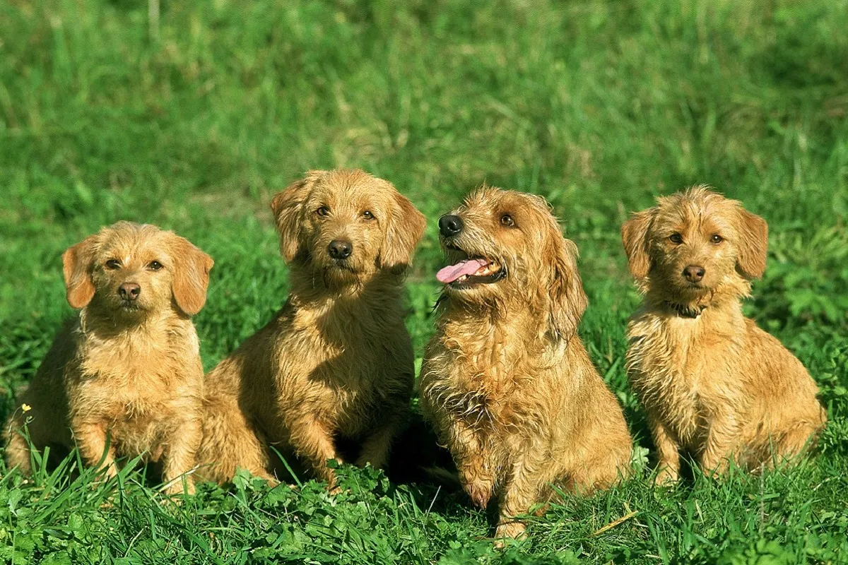 Basset fauve de Bretagne