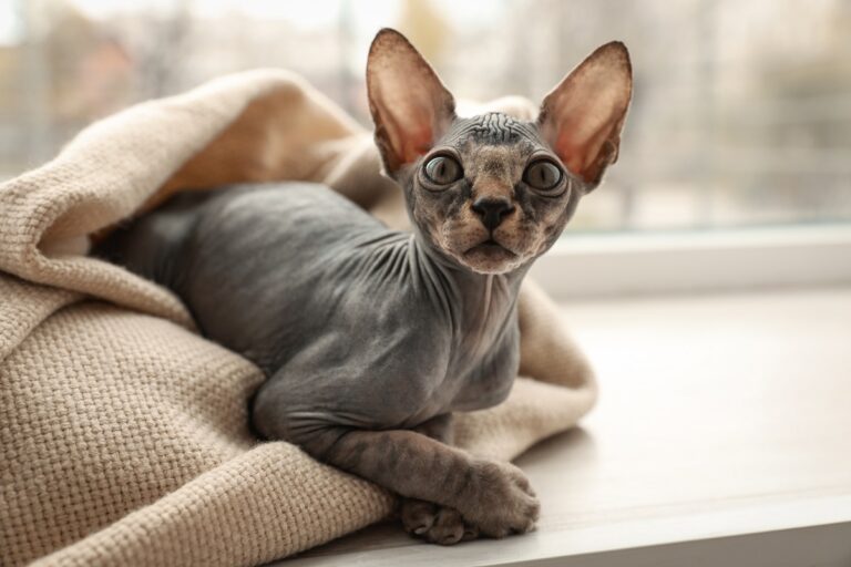 Sphynx Katze