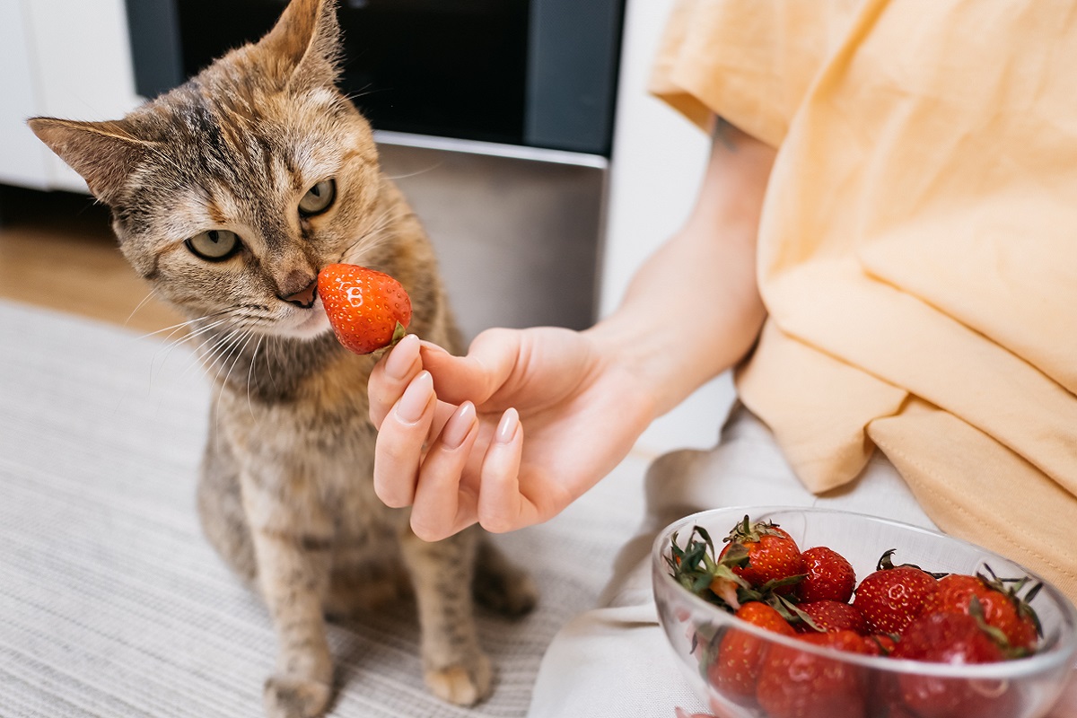 Dürfen Katzen Erdbeeren essen