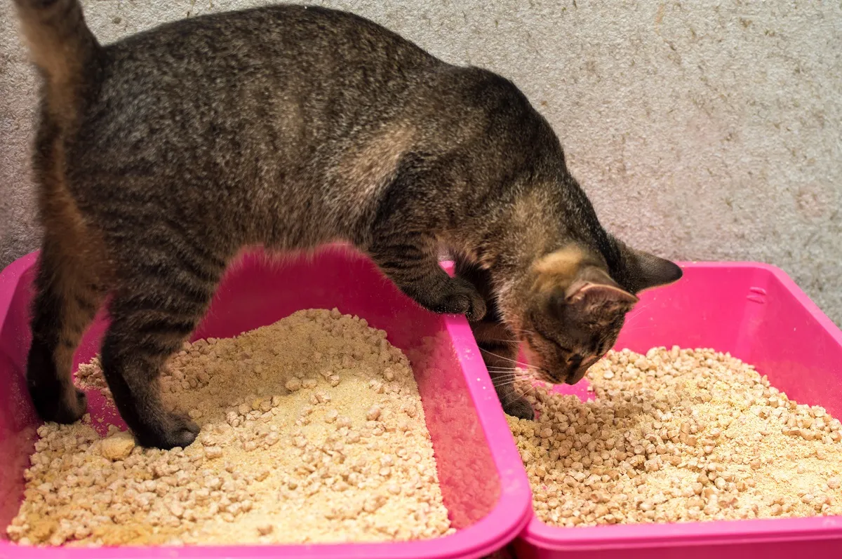 Ratgeber pflanzliche Katzenstreu