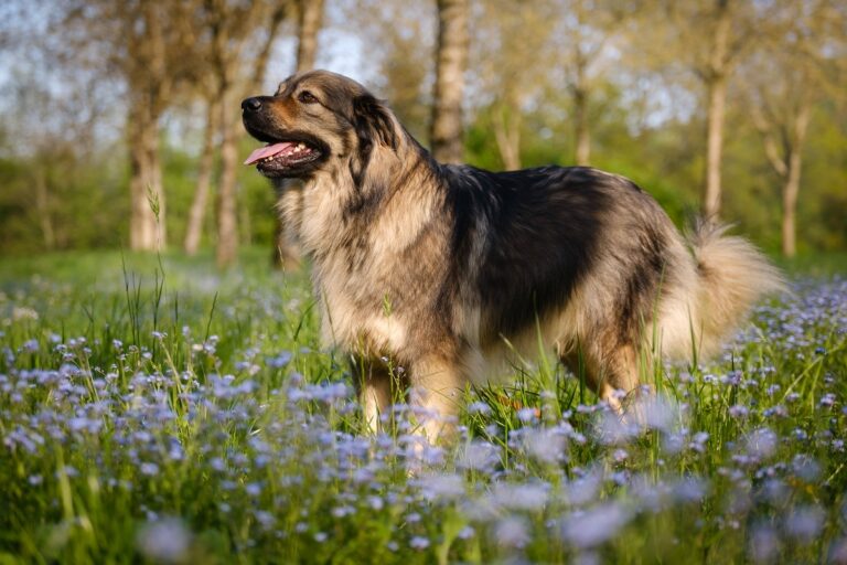 Karst-Schäferhund