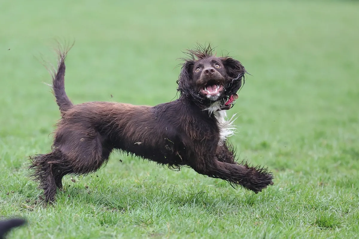 Boykin Spaniel